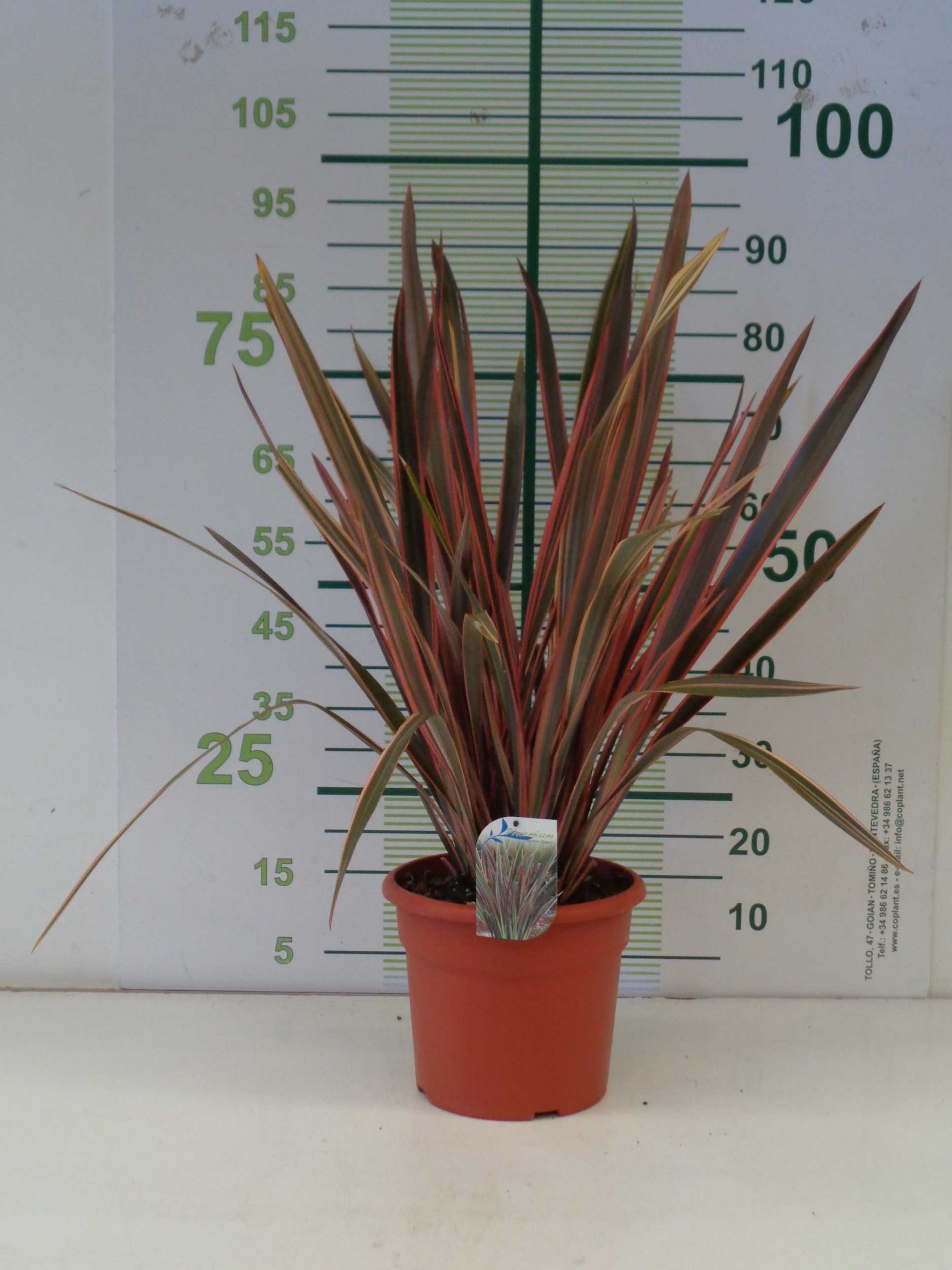 Phormium &quot;Rainbow Queen&quot; 10L Deco 812 50/70 PHORMIUM