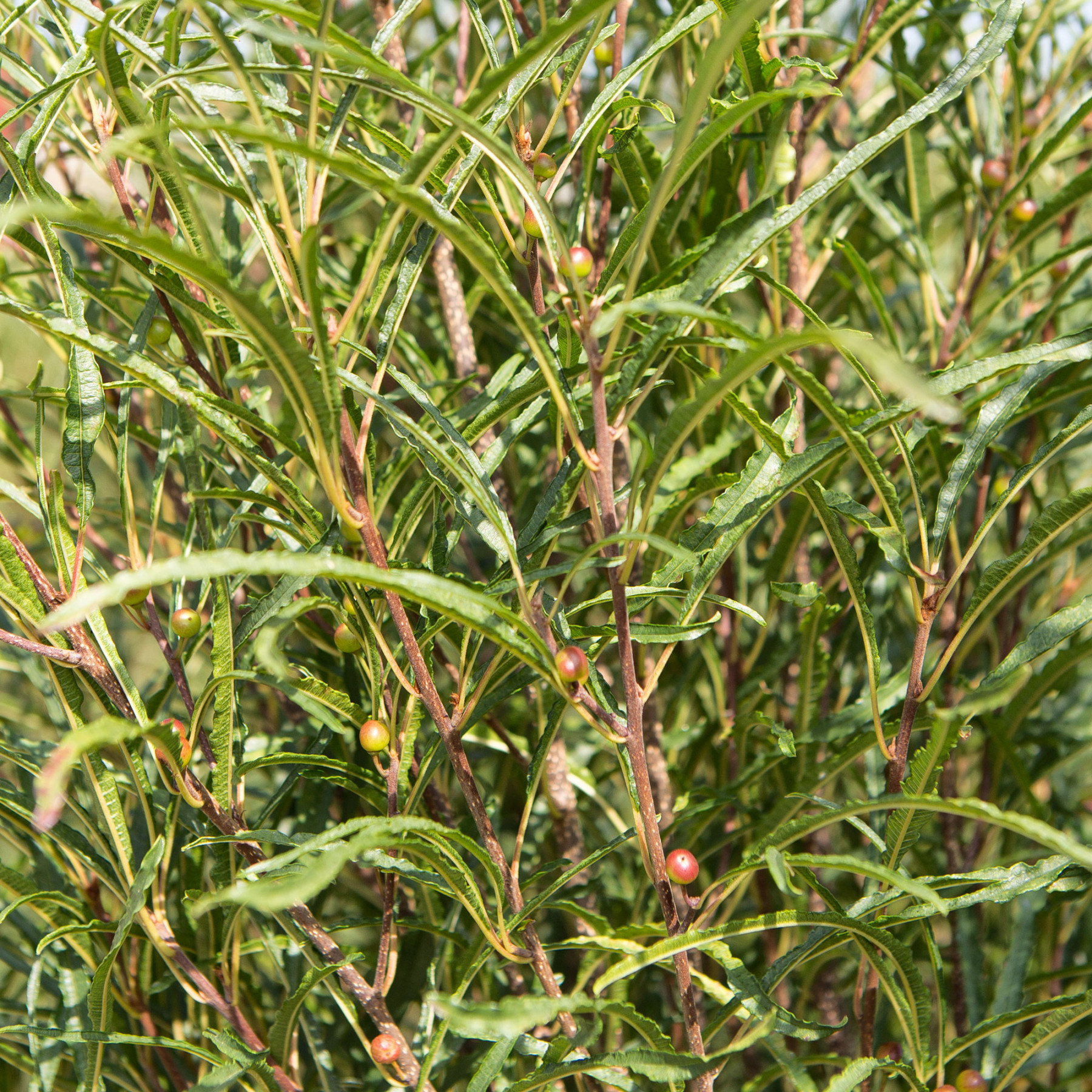 Rhamnus frangula "Fine Line" 18L 90/110