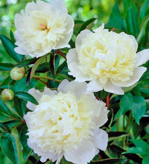 Paeonia lactiflora 3.5L 30/40