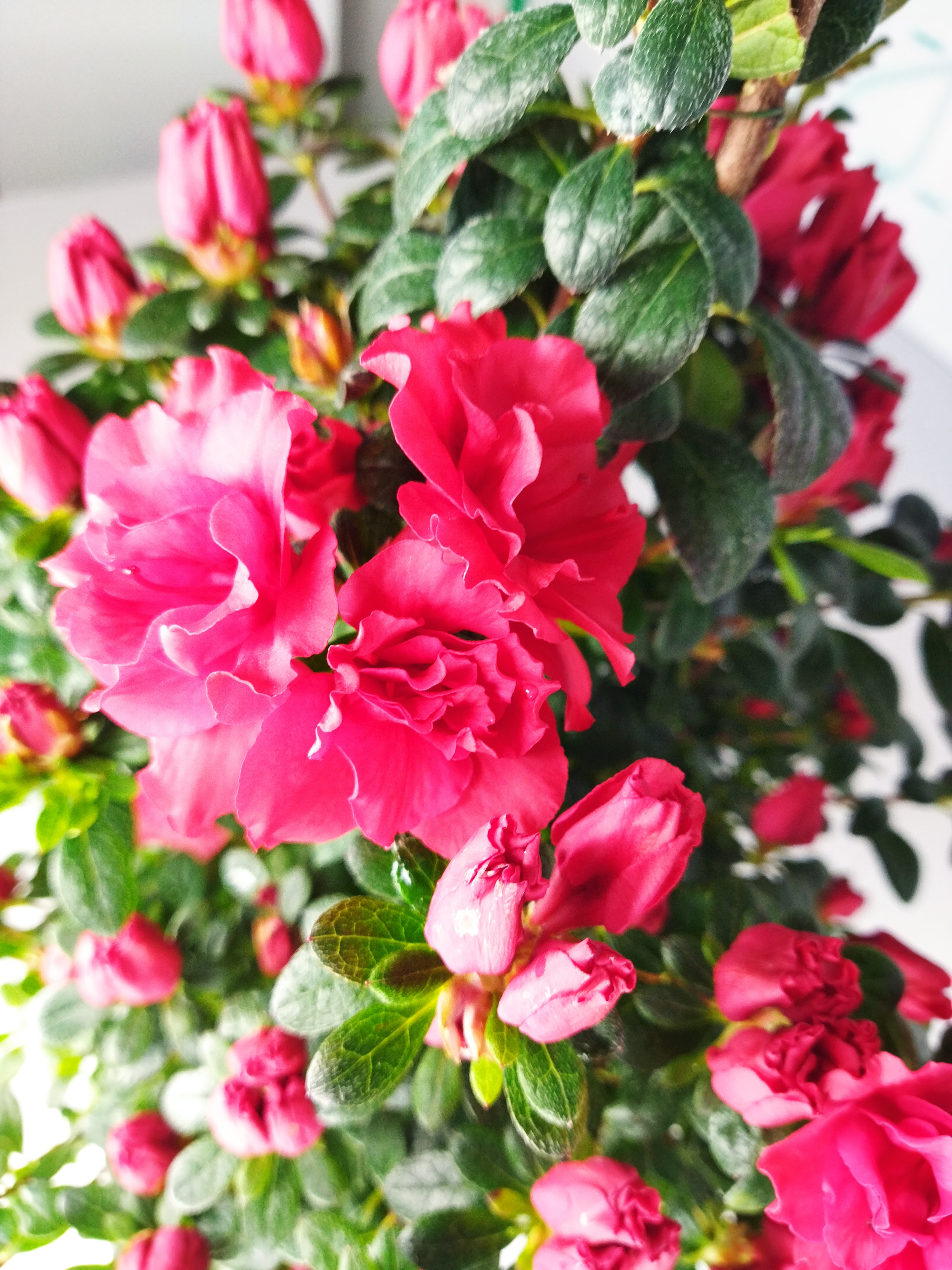 Azalea indica 3L 50 Piramide