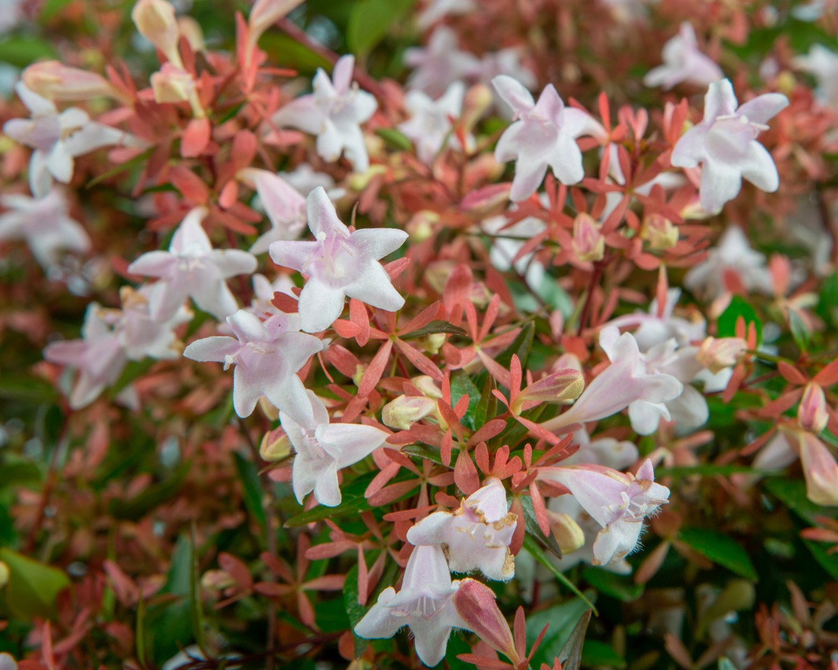 Abelia x grandiflora 10L Piramide 50/60