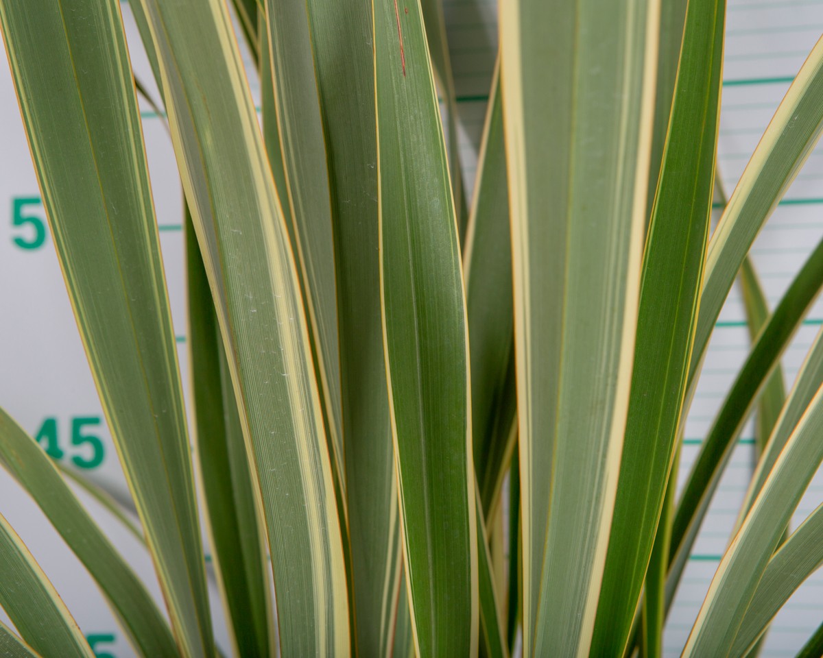 Phormium tenax "Variegata" 3L 2-4 30/40