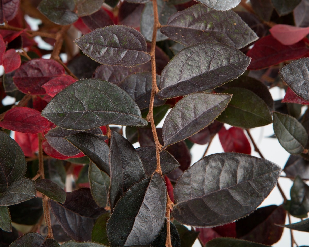 Loropetalum chinensis  10L Deco Ht 50 80/100 "Fede"