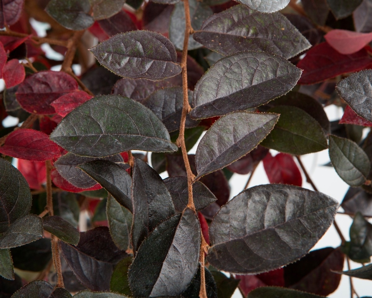 Loropetalum chinensis 10L 90/100 CONO:"Fede"