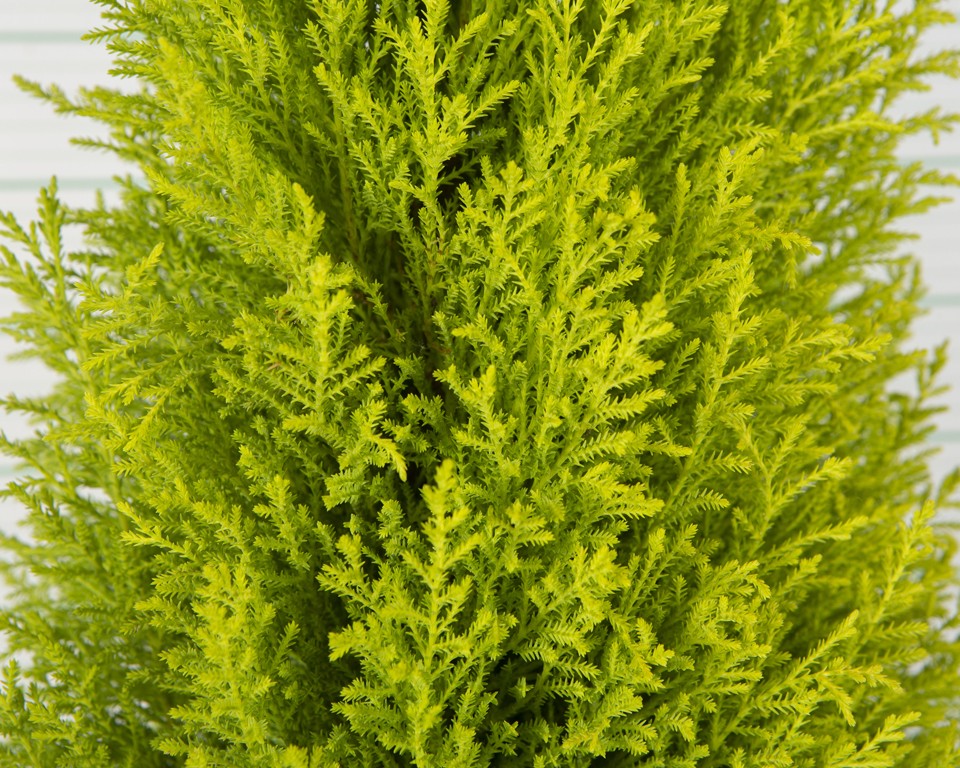 Cupressus macrocarpa "Wilma" 10L Deco 70/80