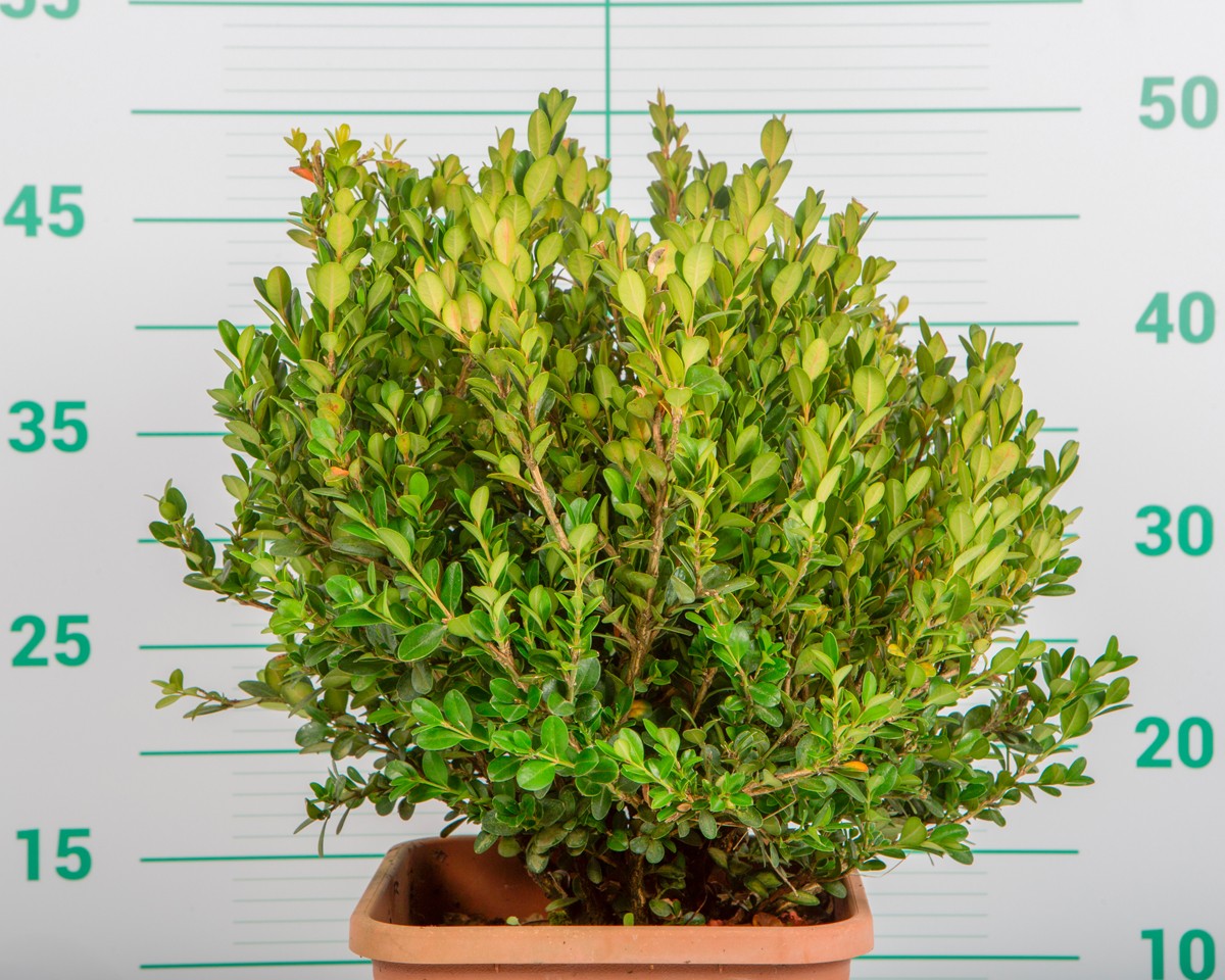 Buxus microphylla "Faulkner" 5L Deco Cuadrada 25/35