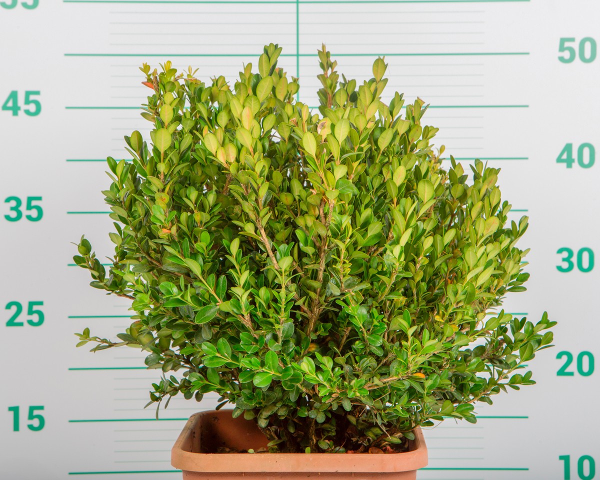 Buxus microphylla "Faulkner" 5L Deco Cuadrada 25/30