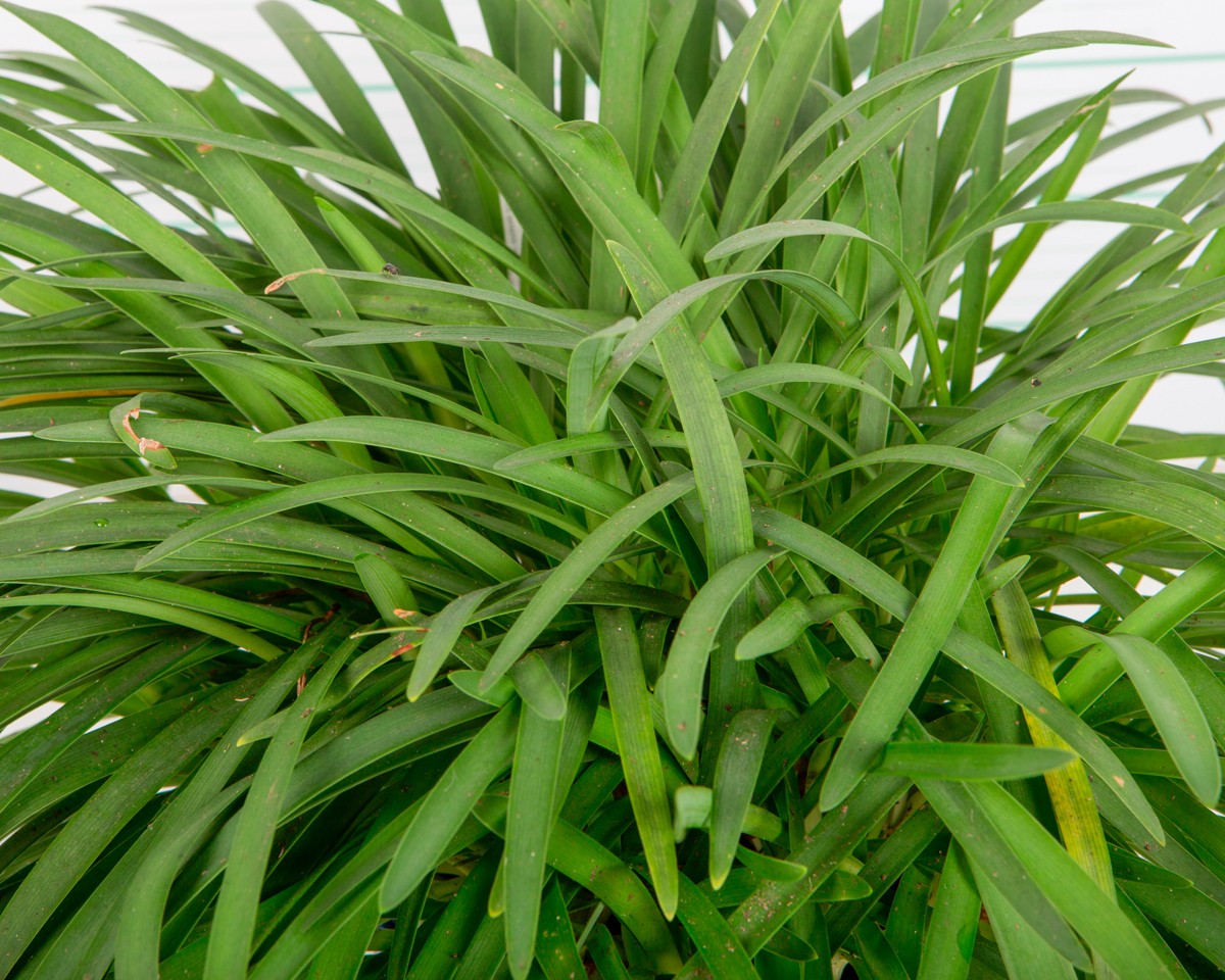Agapanthus "Peter Pan" 3L 15/20