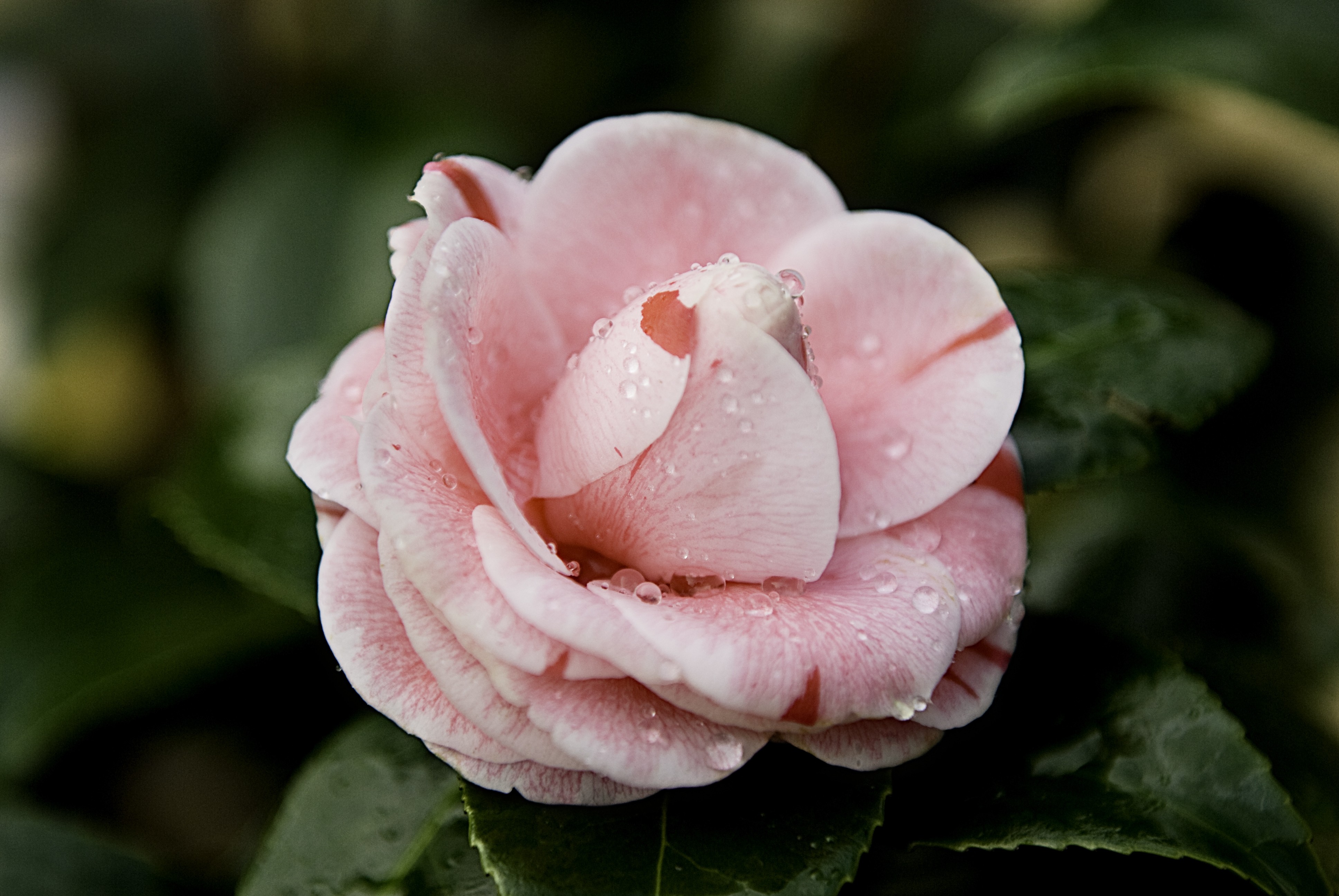 Camellia 90L 175/200
