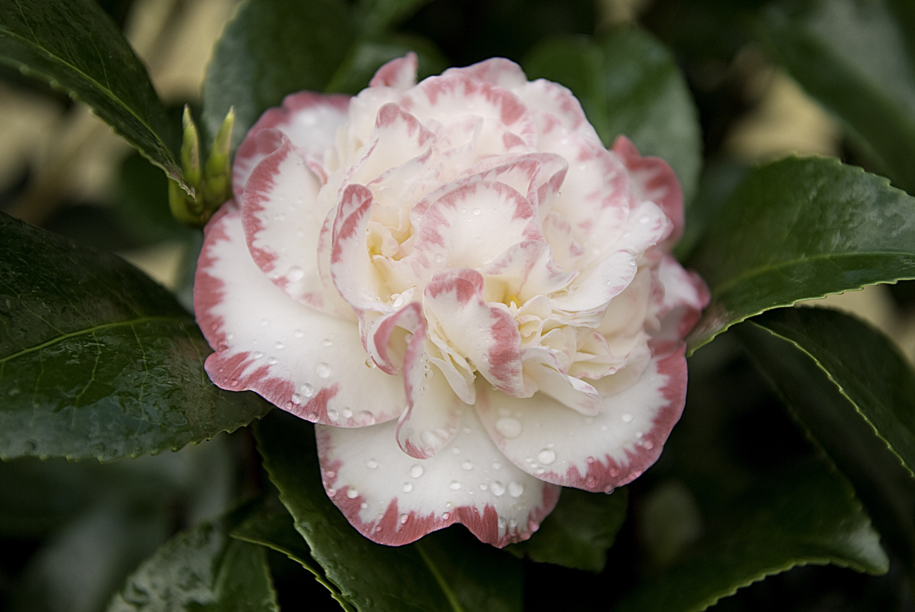 Camellia 10L 80/110 