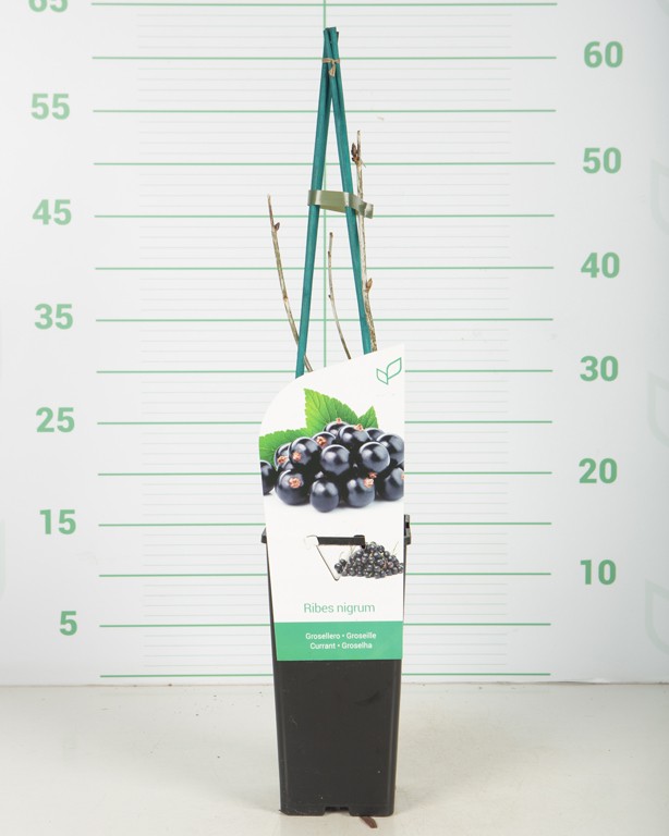 Ribes nigrum "Geant de Booskoop" 2L Alto 4 Tutores 60  50/60  (Grosella negra)