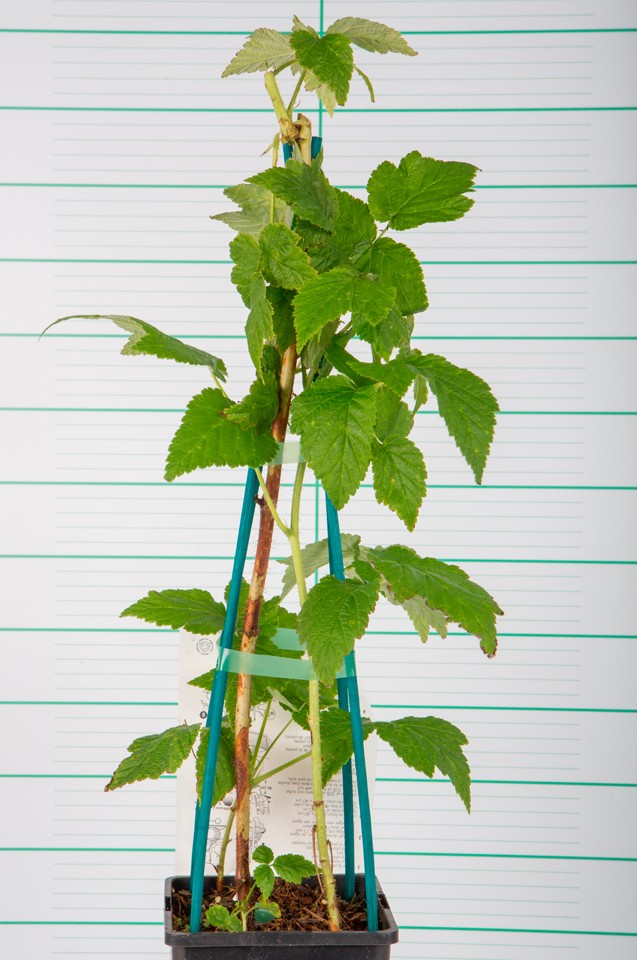 Rubus idaeus "Fall Gold" 2L Alto 4 Tutores 60  (Frambuesa amarilla)