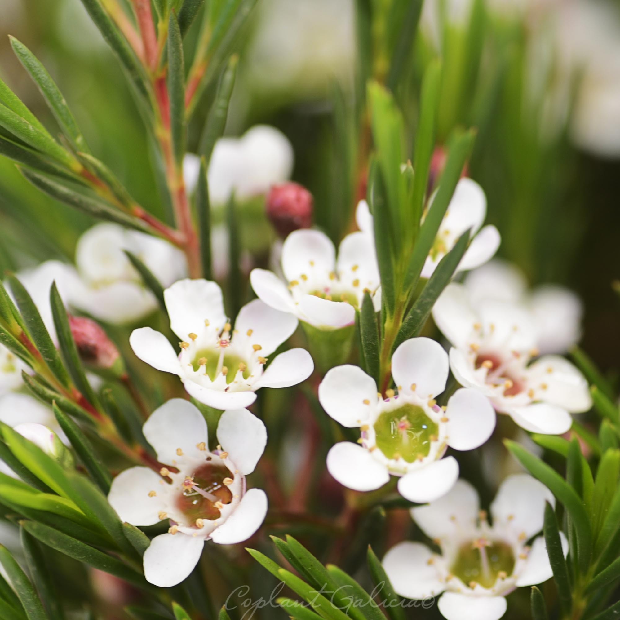 Chamaelaucium uncinatum 3.5L Blanca 30/35