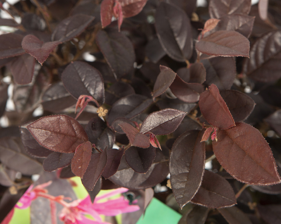 Loropetalum chinensis "Fire Dance" 5L 30/35