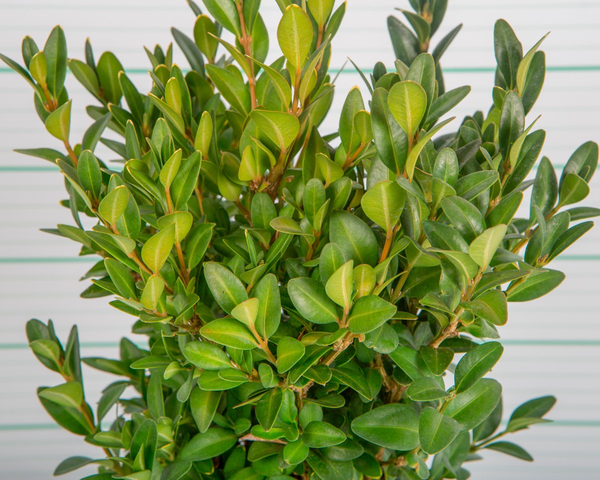 Buxus sempervirens 2L 20/25