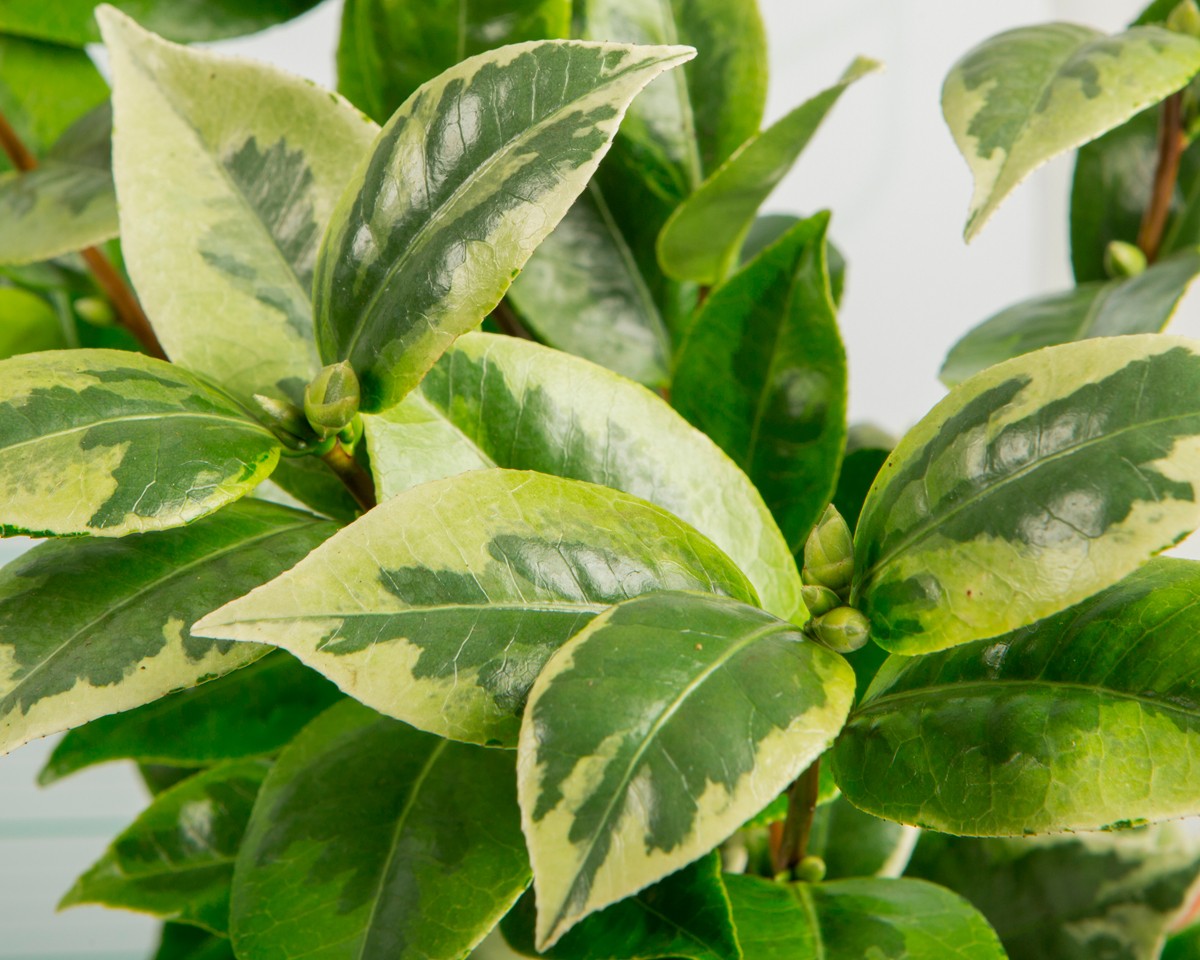 Camellia japonica "Kerguelen" ® 1.5L 30/40 Hoja Variegata