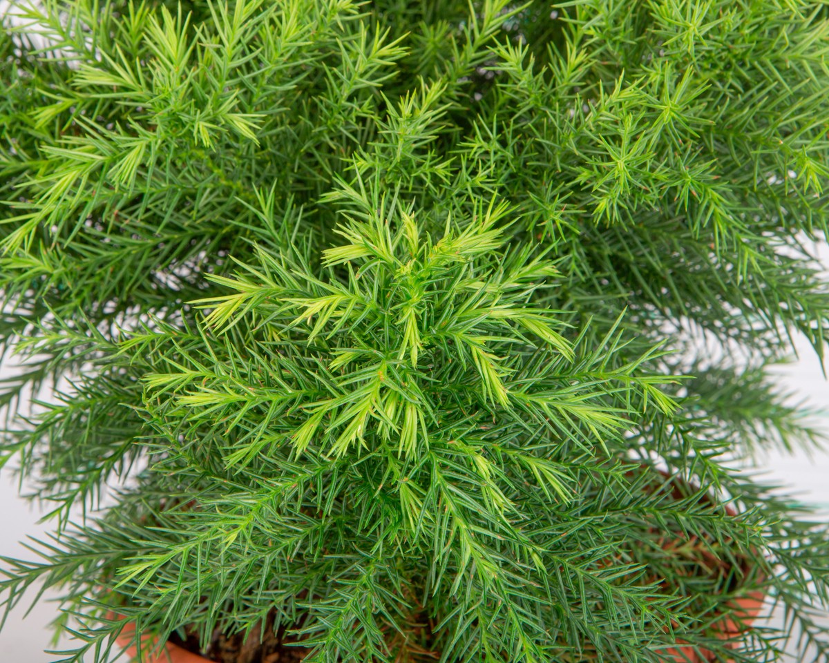 Cryptomeria japonica "Monstrosa Nana" 5L Deco 25/30