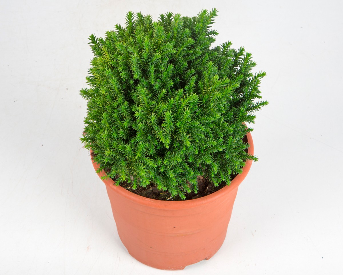 Picea abies "Nidiformis" 2L 20/25 DP 20/25