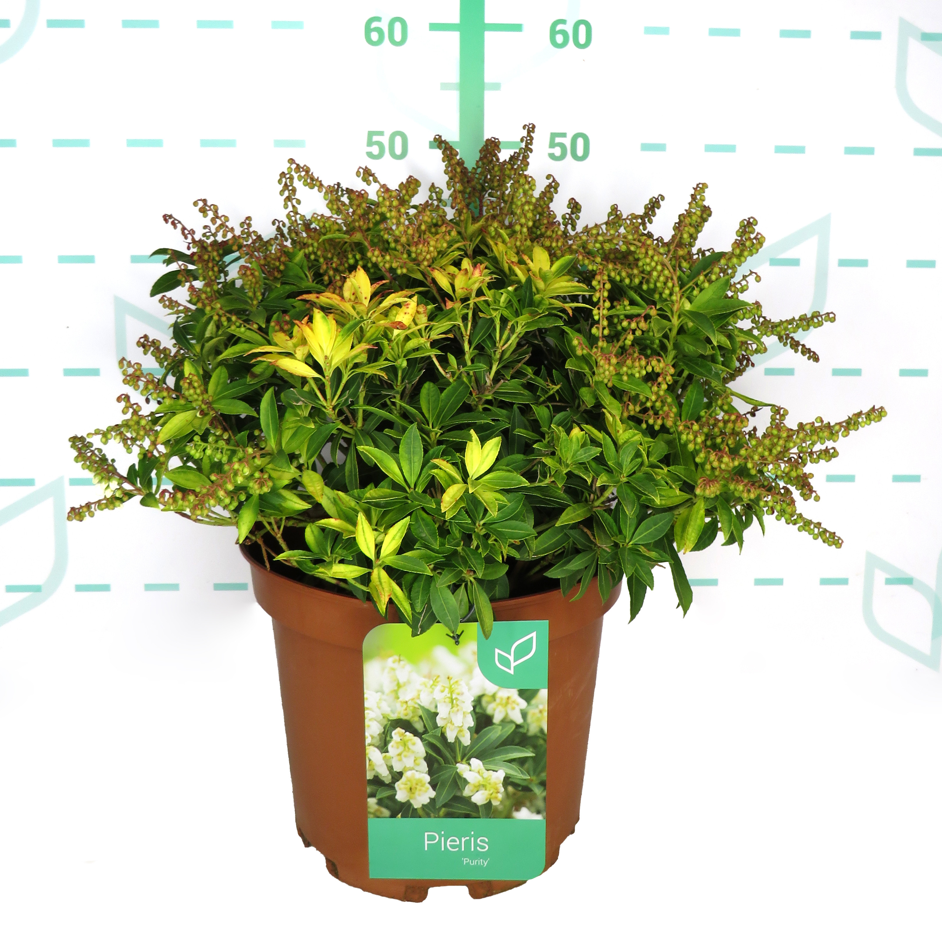 Pieris japonica 10L 40/50