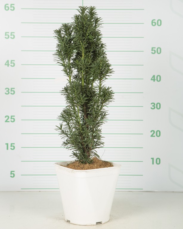 Taxus baccata "Fastigiata Robusta" 3L R/C 30/35