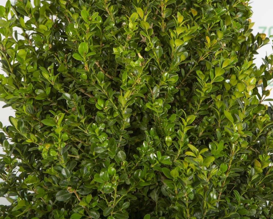 Buxus arborescens 25L 80/100 Cónico