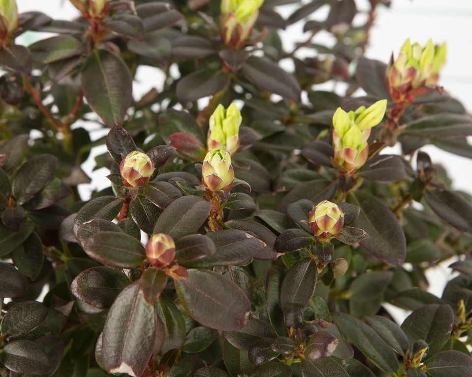 Rhododendron enano 5L 25/35
