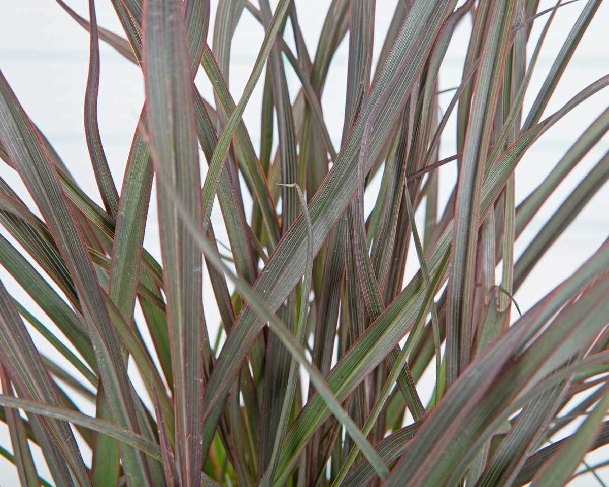 Phormium "Jack Spratt" 1L Verde Lima 20/25