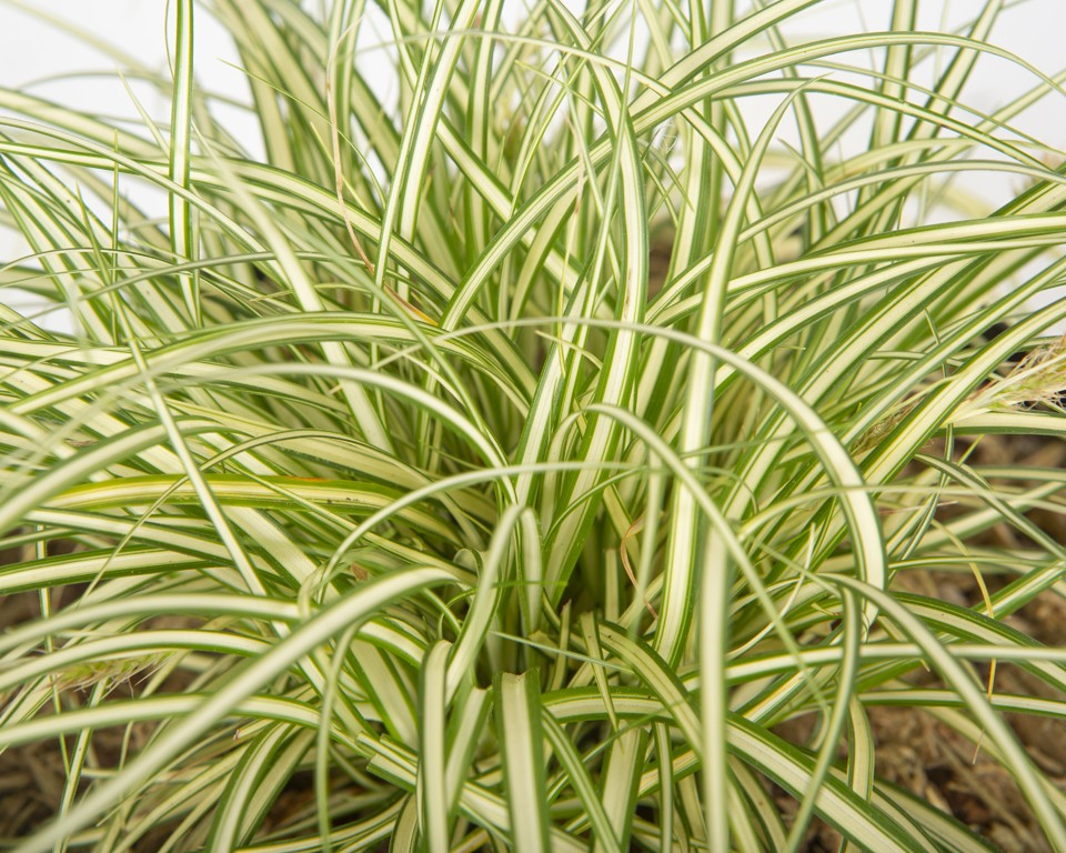 Carex oshimensis "Evergold" 2.5L R/C 20/30