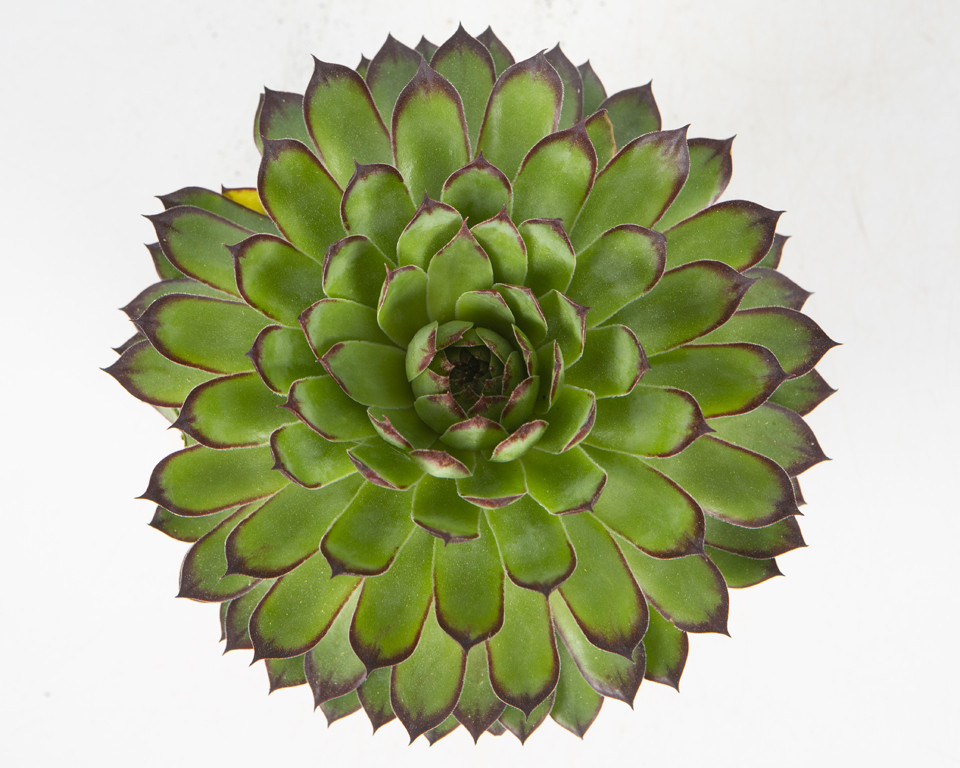 Sempervivum 1L Bandejas de 8 uds; "Reinhard"