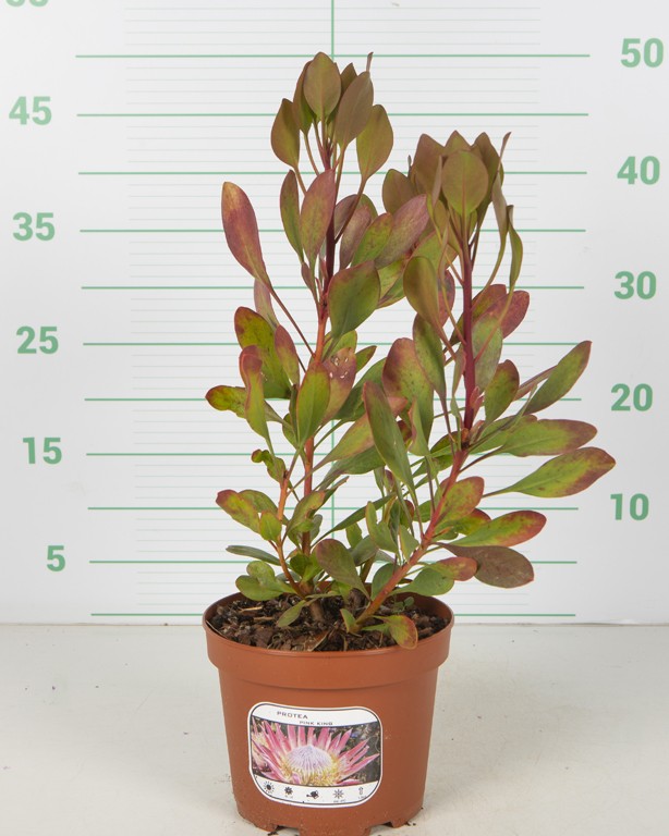 Protea 2L Pink King;