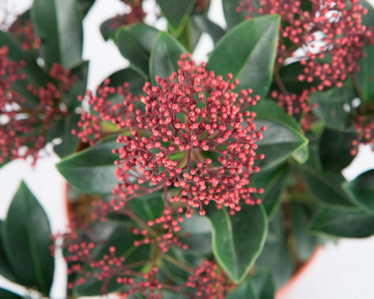 Skimmia japonica "Rubella" 3L