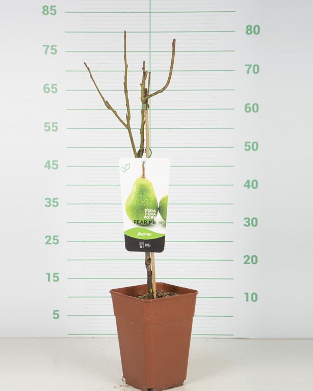 Pear Me 3.5L Cuadrada "Conference" (Pera)