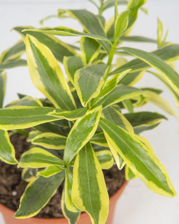 Daphne odora "Marianni" ® 2L 20/25