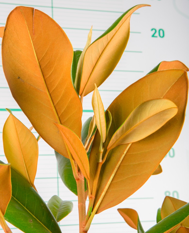 Magnolia grandiflora 7.5L 70/90