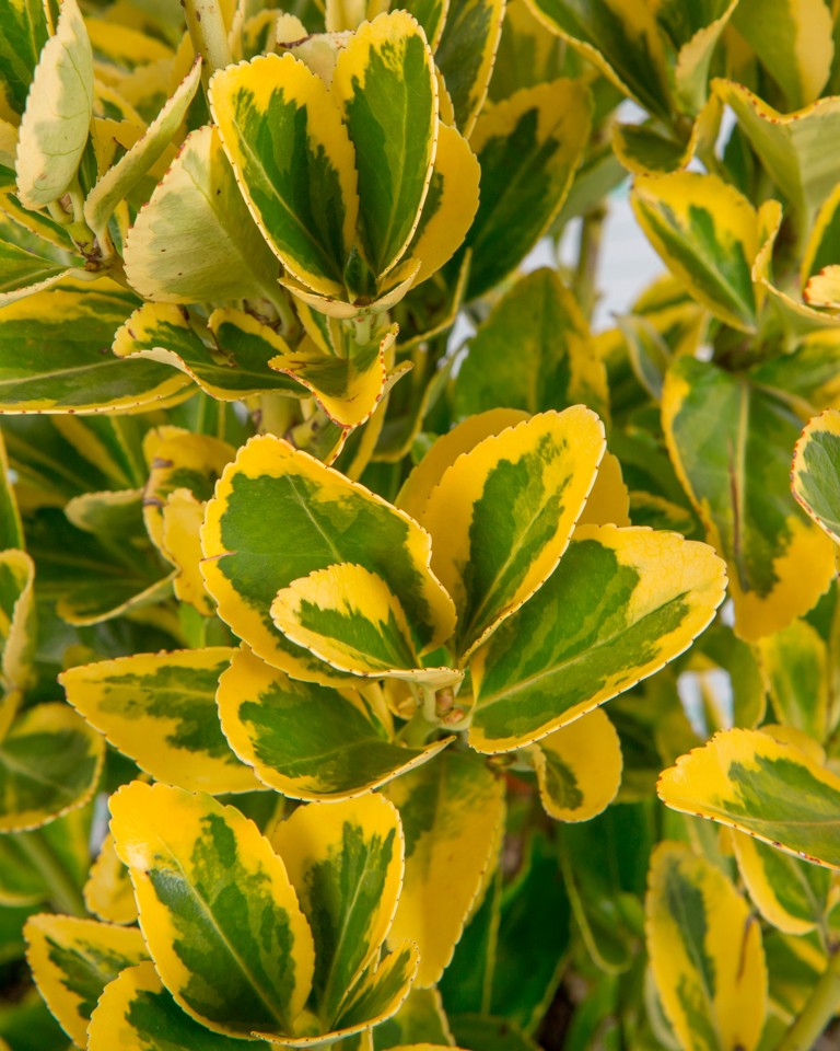 Euonymus japonicus "Aureomarginatus" 3L 25/30