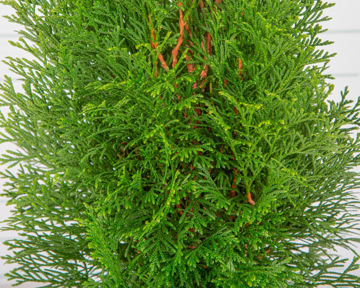 Thuja occidentalis "Esmeralda" 2.5L Deco 40/50