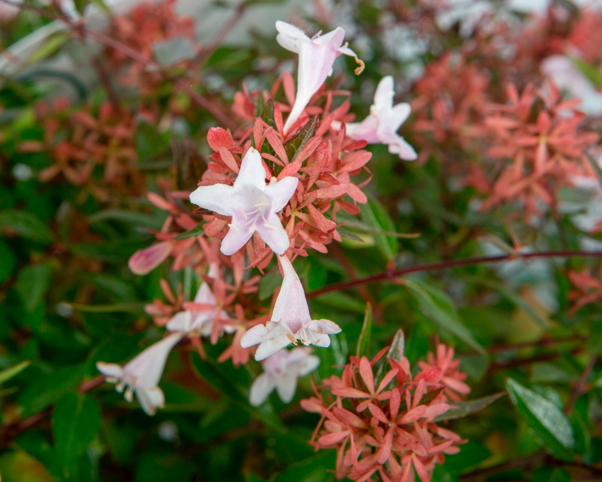 Abelia x grandiflora 10L 30/40