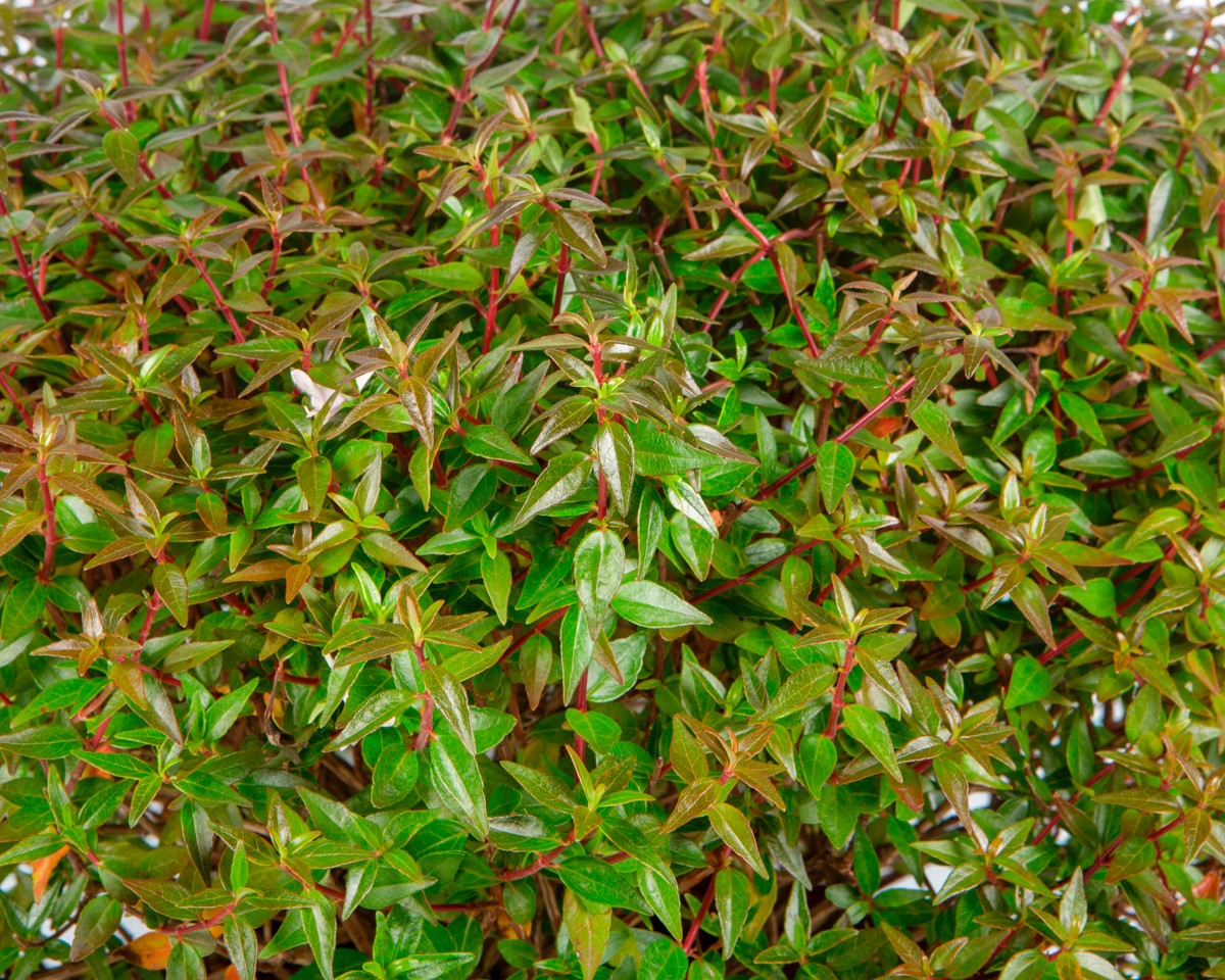 Abelia x grandiflora "Postrata" 10L 25/30