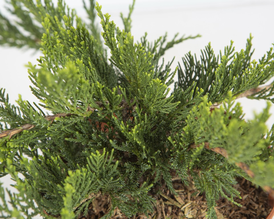 Juniperus sabina "Tamariscifolia" 2.5L DP 30-40
