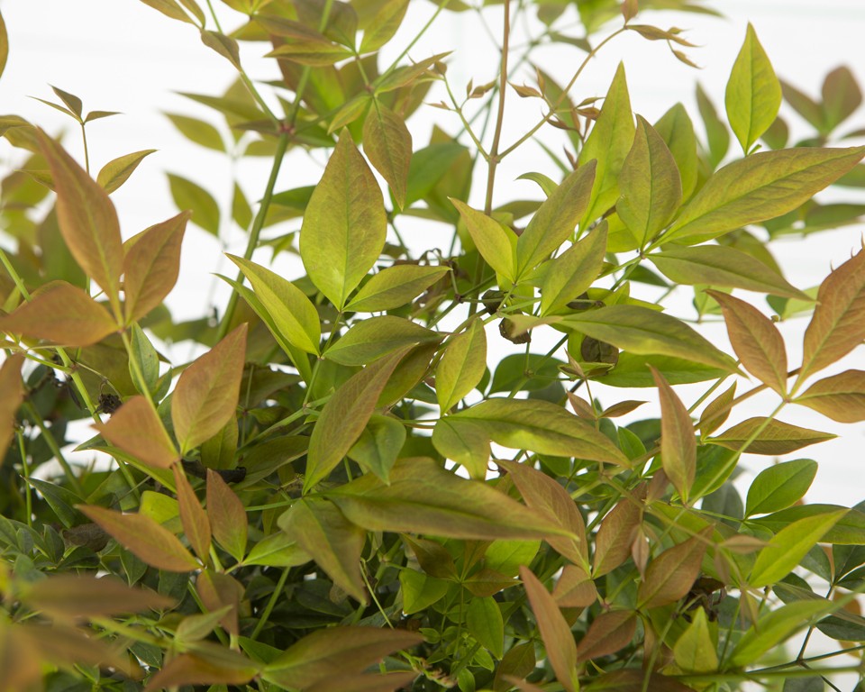 Nandina domestica 10L 30/50