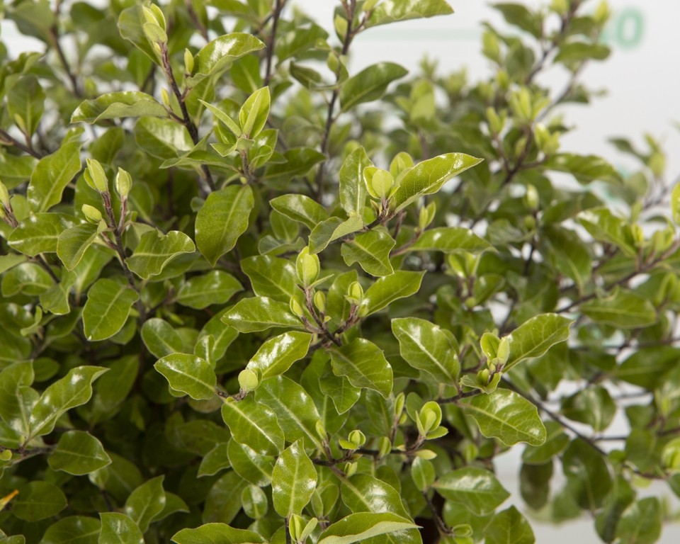 Pittosporum tenuifolium "Pompom" 2L 20/25