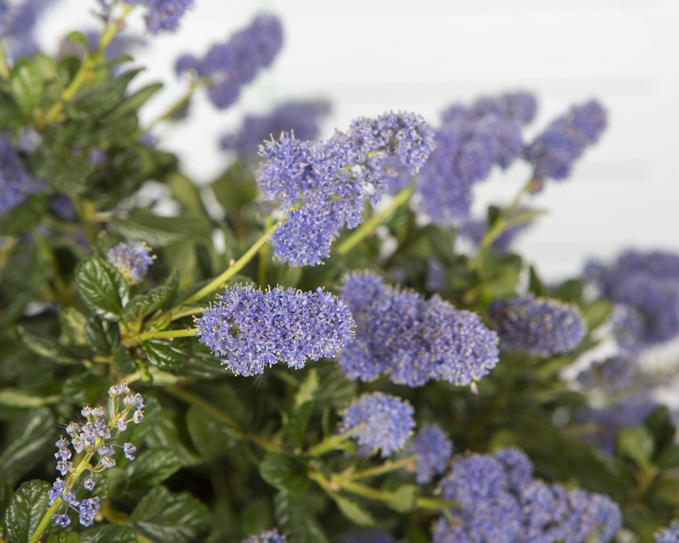 Ceanothus "Concha" 2.5L 20/30