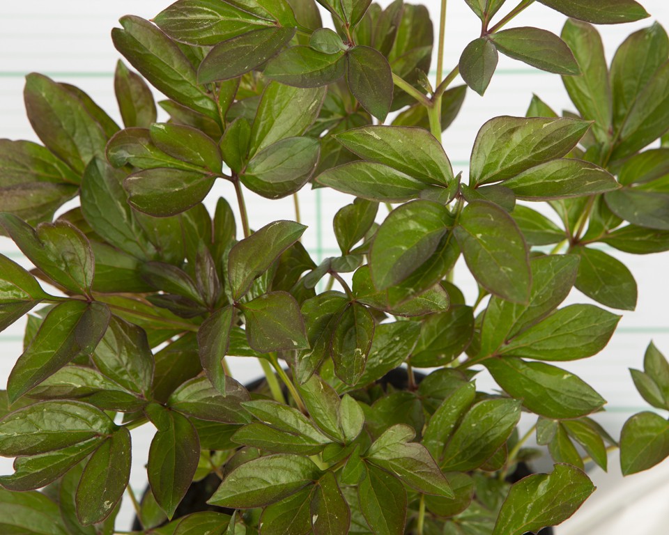 Paeonia lactiflora 2L R/C 20/30