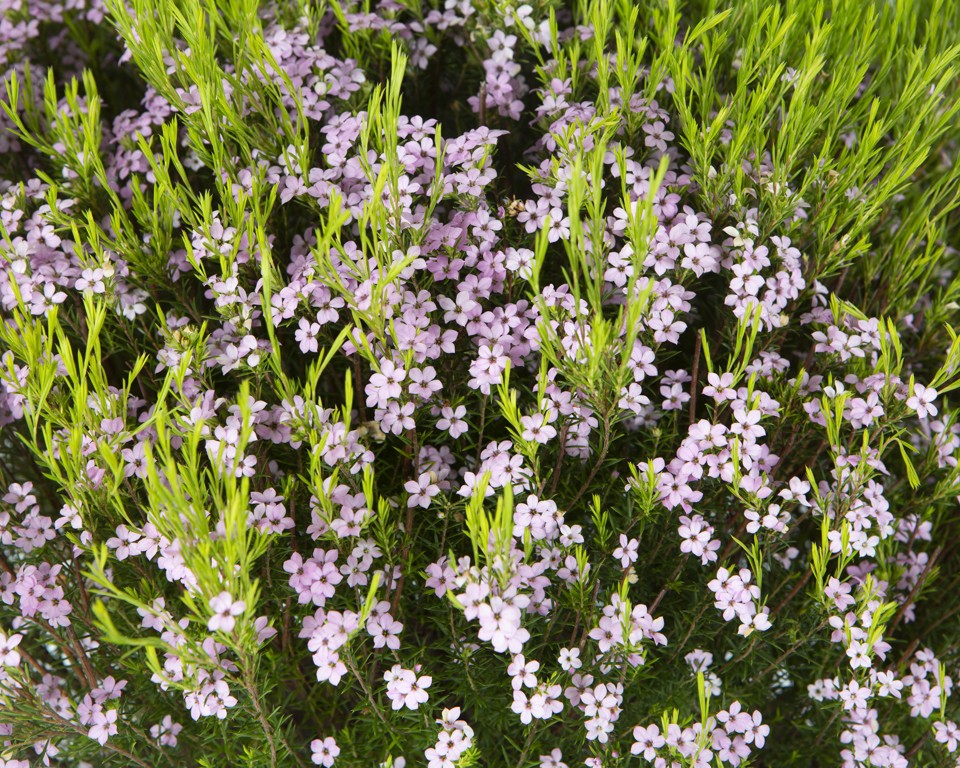 Diosma hirsuta "Pink Fountain" 5L 20/25