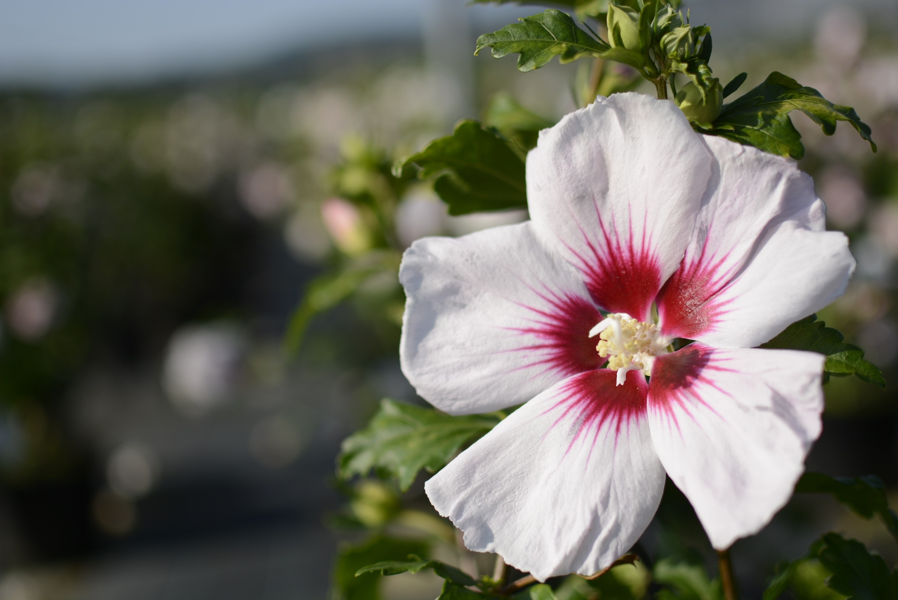 Hibiscus syriacus (Althea) 2L 40/50