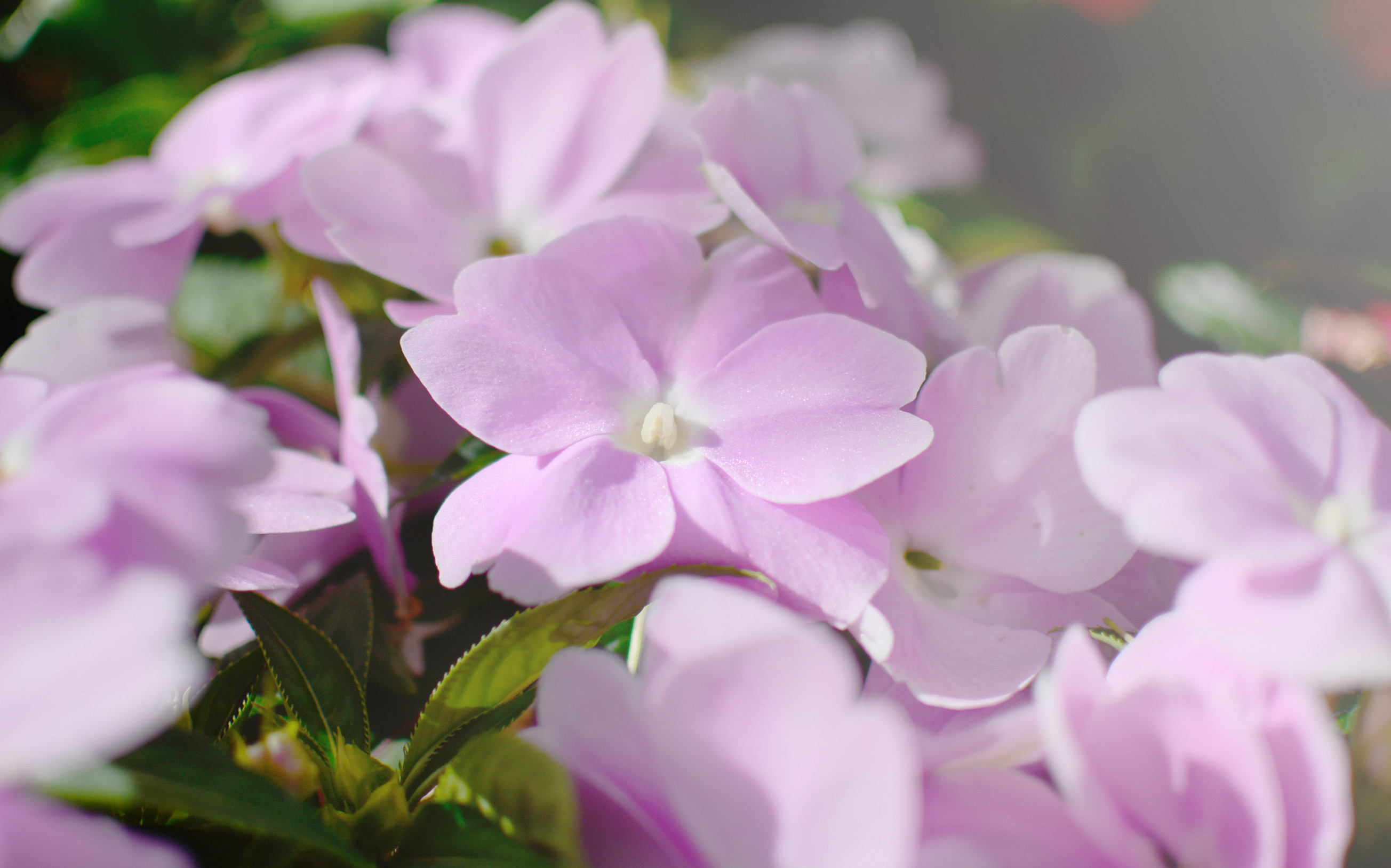 Impatiens "Nueva Guinea Harmony" M12 