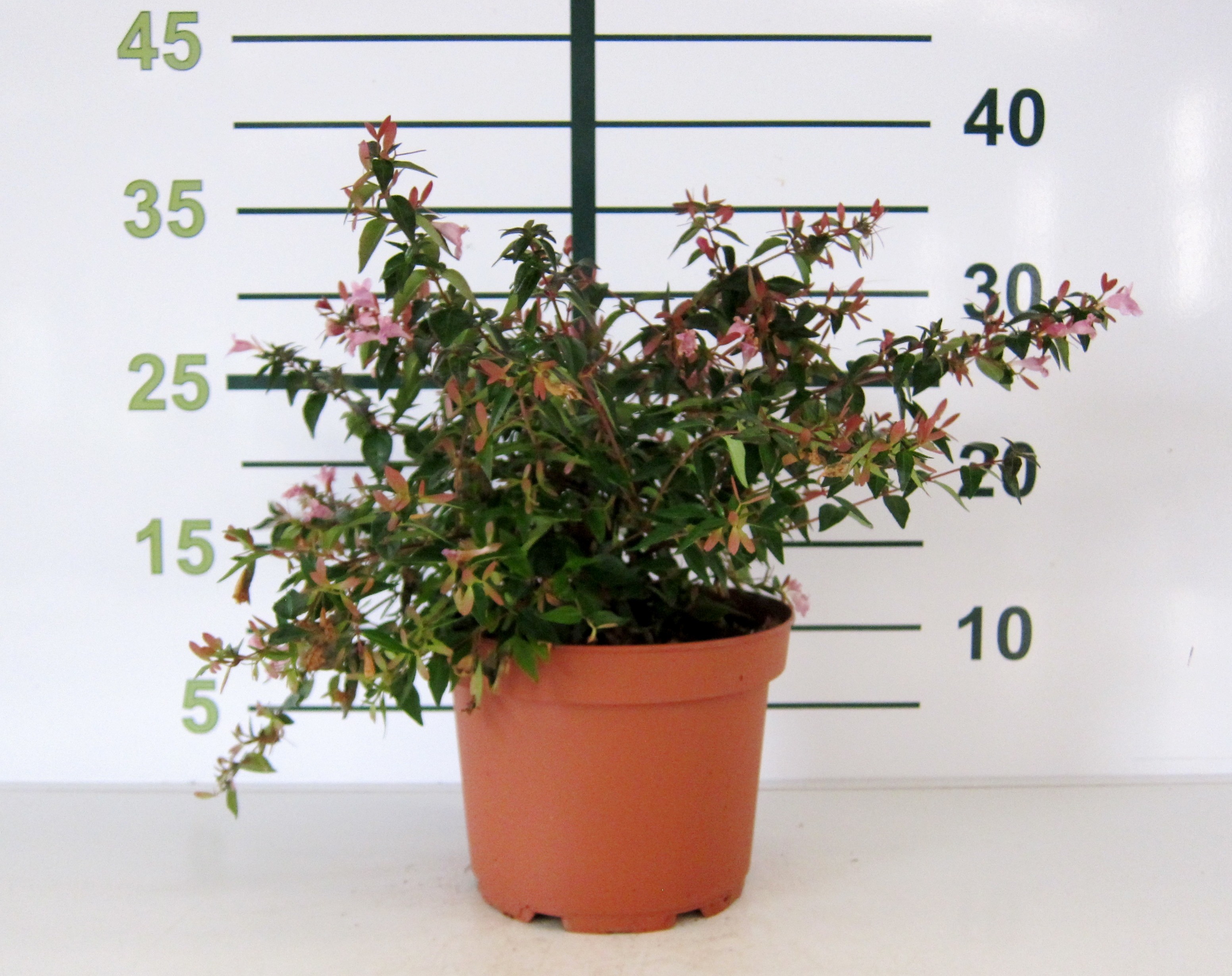 Abelia "Edward Goucher" 2.5L 10/15