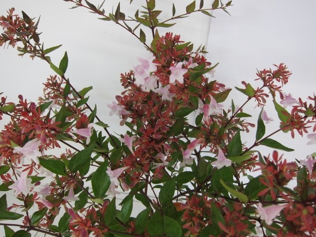 Abelia x grandiflora 2.5L 20/30