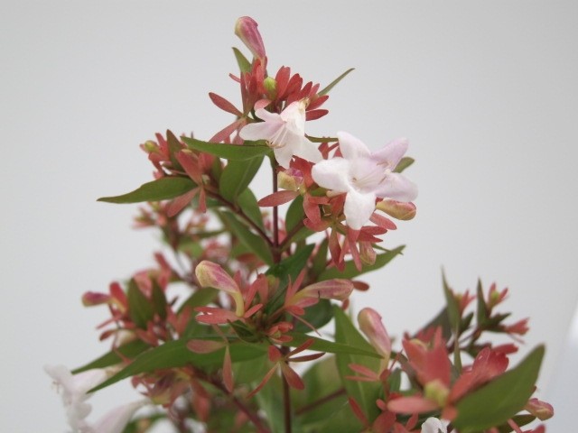Abelia x grandiflora 2L 20/30