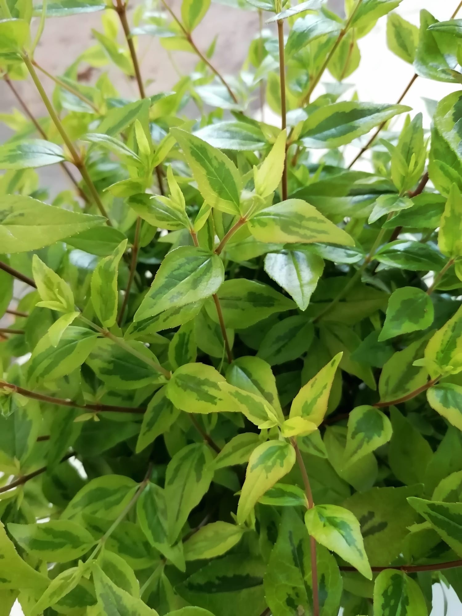 Abelia x grandiflora "Kaleidoscope" ® 5L 30/40